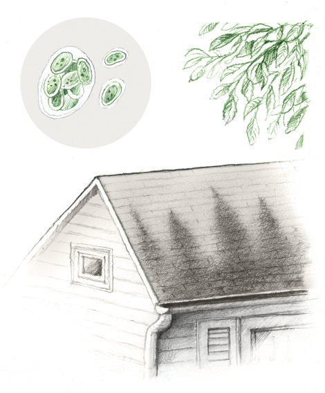 Roof Washing - Algae illustration